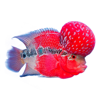 Imagem do produto Flowerhorn